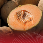 Melón de Sonora libre de salmonella Colaboración tradc