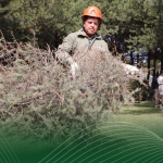 Recolecta de arboles metepec