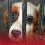 desmantelan refugio falso puebla rescatan perros